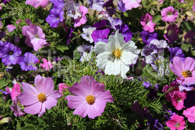 Bunte Sommerblumen