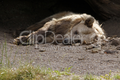 Ruhender Braunbär