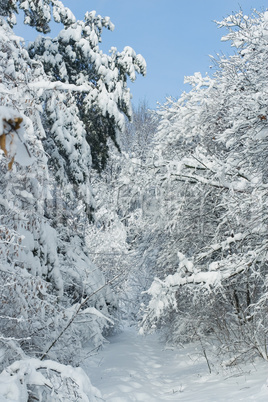 Winter time in forest