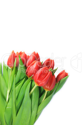 Frischer Strauß Tulpen vor weißem Hintergrund - A fresh bouquet of tulips in front of white background