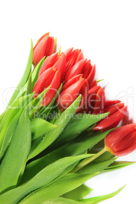 Frischer Strauss Tulpen mit Wassertropfen bedeckt - A fresh bouquet of tulips with water drops covered