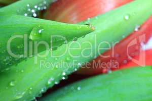 Makroaufnahme von Wasstropfen am Blattgrün einer Tulpe - Macro shot of water drops on green leaf of a tulip