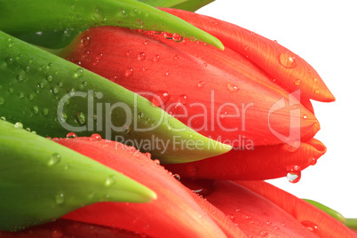 Nahaufnahme einer frischen Tulpenblüte mit Wassertropfen - Close-up of a fresh tulip flower with water droplets