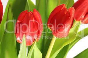 Frischer Strauß Tulpen mit Wassertropfen bedeckt - A fresh bouquet of tulips with water drops covered