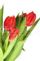 Kleiner Strauß Tulpen mit Wassertropfen bedeckt - Small bouquet tulips with water drops covered