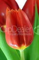 Nahaufnahme einer frischen Tulpenblüte mit Wassertropfen - Close-up of fresh tulip blossom with water drops