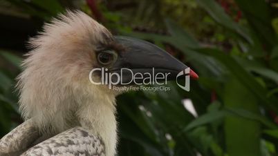 Exotischer Vogel