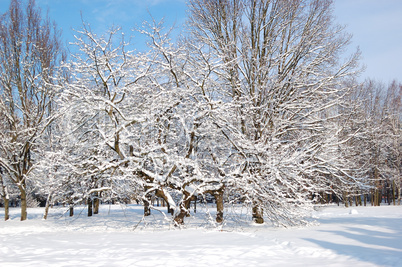Trees covered with snow in Oleksandriya Park, Bila Tserkva, Ukra