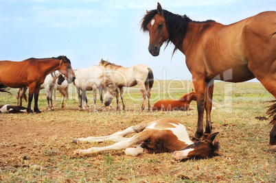 Herd of horses