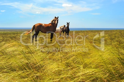 Herd of horses