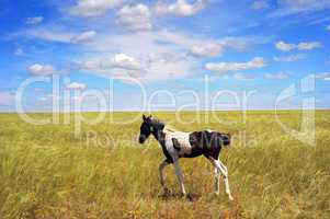 Foal in the field