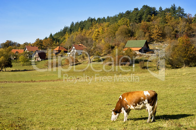 Cow  on a field