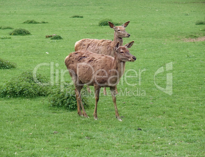 red Deers on green grassland