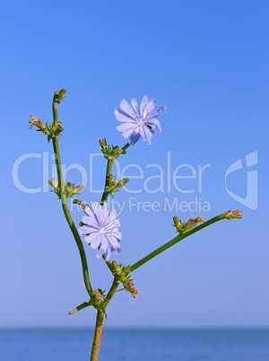 Chicory flowering