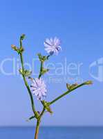 Chicory flowering
