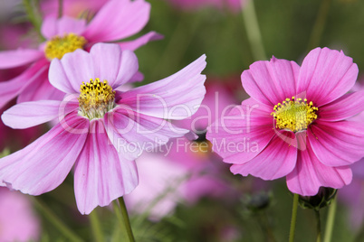 Cosmos Cosmos