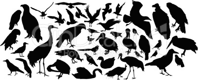 birds