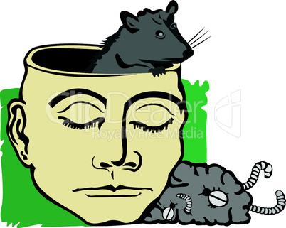 rat in brain
