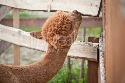 Alpaca nibble on wooden tiles