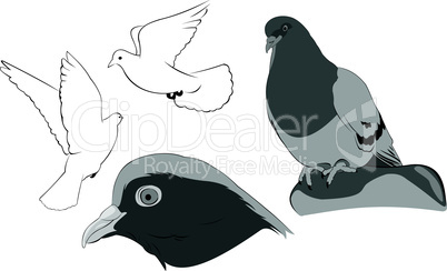 white doves sketches