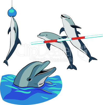 dolphins