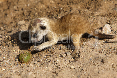 Baby-Erdmännchen