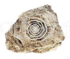 Stone with old fossilized seashells on the white background