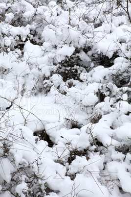 texture of tree in to snow