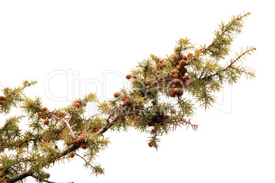 Juniper branch on the white background (Juniperus communis)