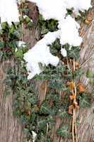 snow on the green ivy on the background of the tree (Hedera heli