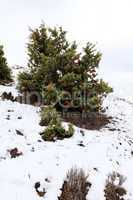 Juniper in winter on the mountain (Juniperus communis)
