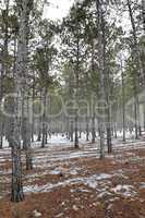 Pine forest in winter