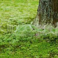 Tree and moss