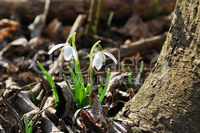 two snow-bell next to a tree trunk