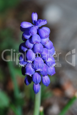 grape hyacinth