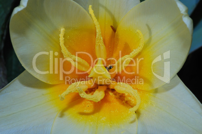 pollen in flower