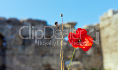 wild poppies against blue sky