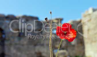 wild poppies against blue sky