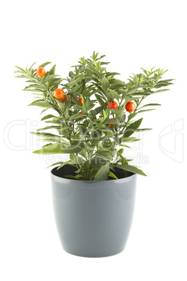 Solanum pseudocapsicum