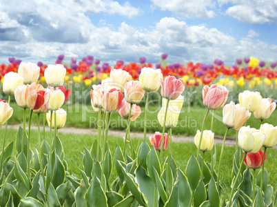 Tulips Field