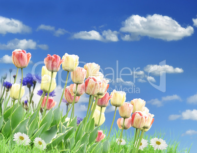Flower Field
