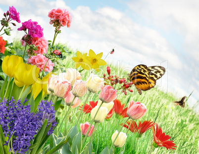 Spring Flowers