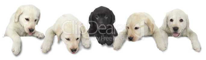 Dog puppy white and black cut out on white background