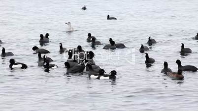 Black duck on sea waves, Pampean dive (Netta peposaca)