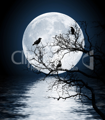 Ravens sitting on a tree shined with the full moon