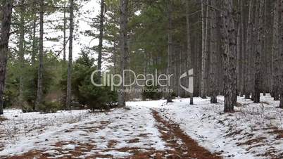 Road in the coniferous forest in winter
