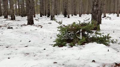 Junipers in the coniferous forest in winter (Juniperus communis)