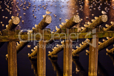 Gulls sitting on the logs near the water