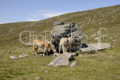 Haflinger am Villanderer Berg