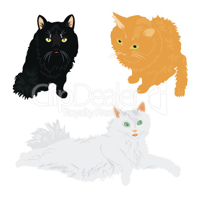 Much cats of the miscellaneous of the colour